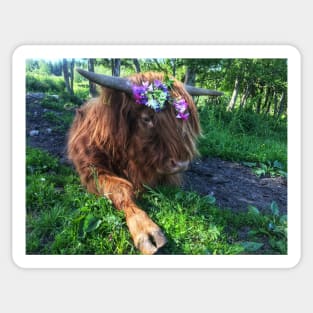 Scottish Highland Cattle Calf 2020 Sticker